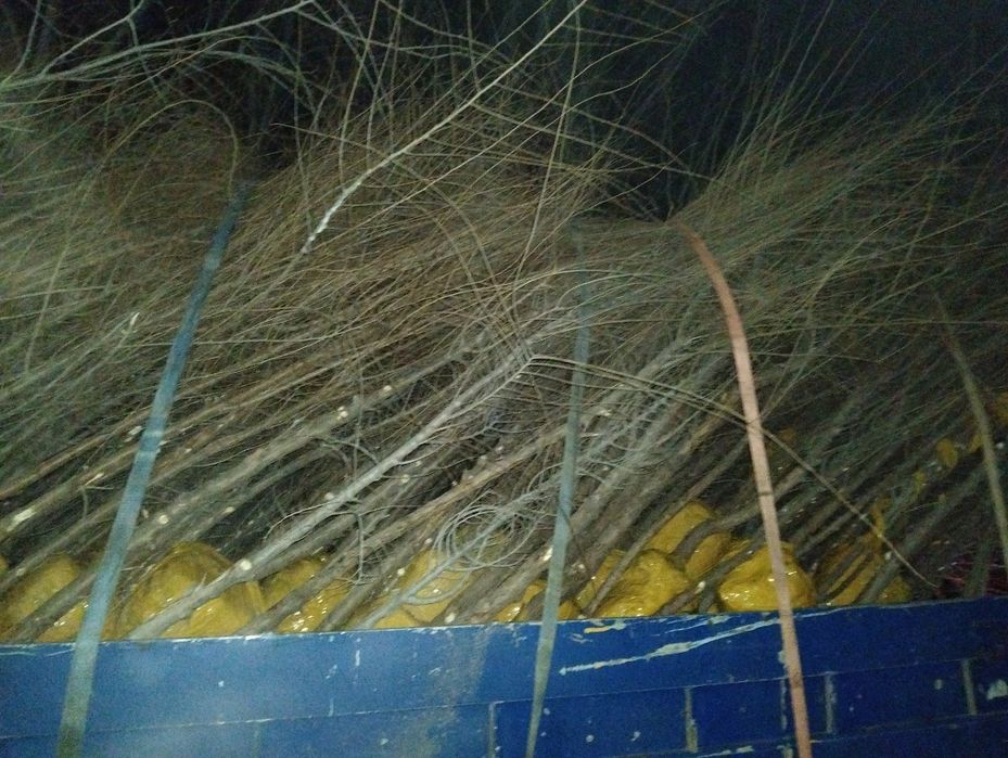 Карагачи, окс и с комом