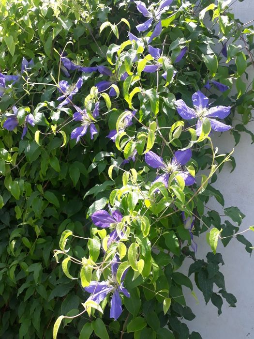 Климатес многолетник,