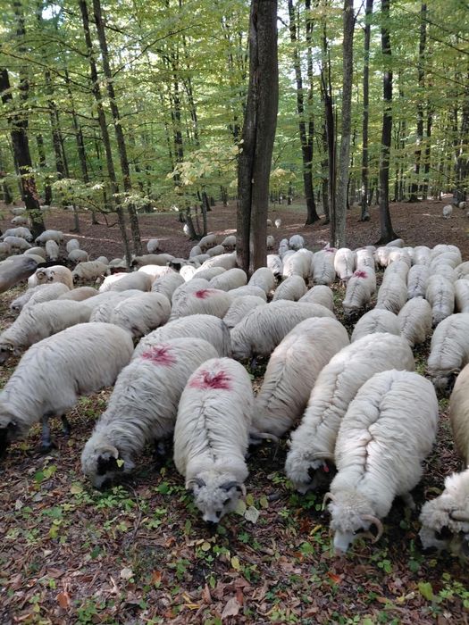 Vând oi și mioare, bine îngrijite