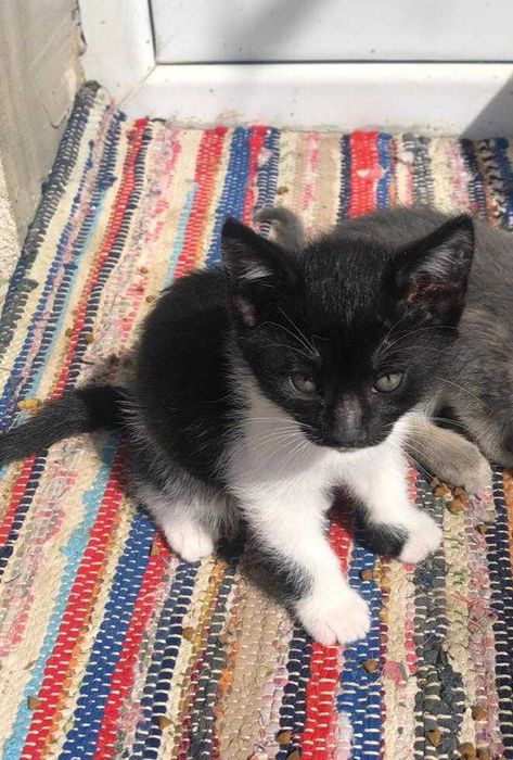 Pisicute spre adoptie