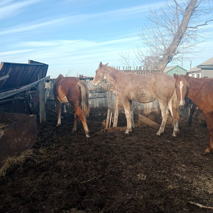 Продам Лошодей с откорма