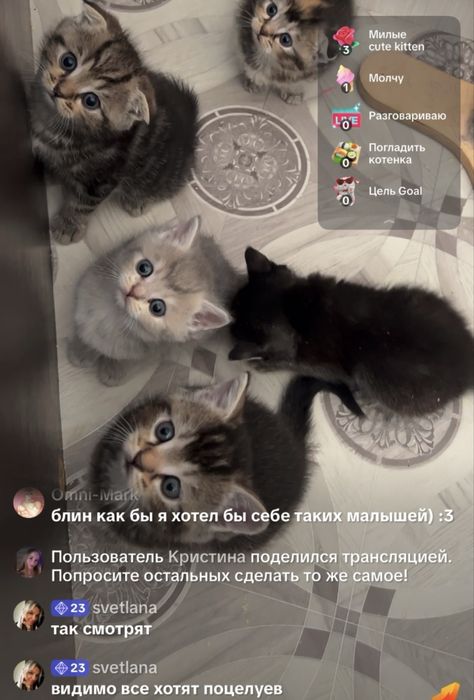 Бронь шотланских котят золотистые шиншиллы тикирь