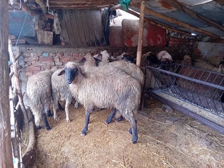 Продавам агнета и кочове