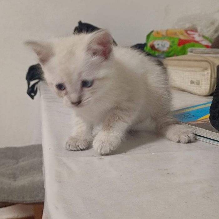 Одам котята в хорошое руки