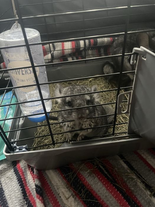 Sinsila adoptie.