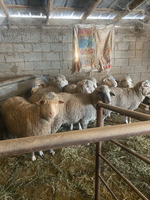 Продам жирных баранов