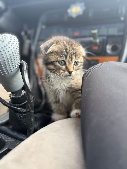 Продам котёнка 1 месяц