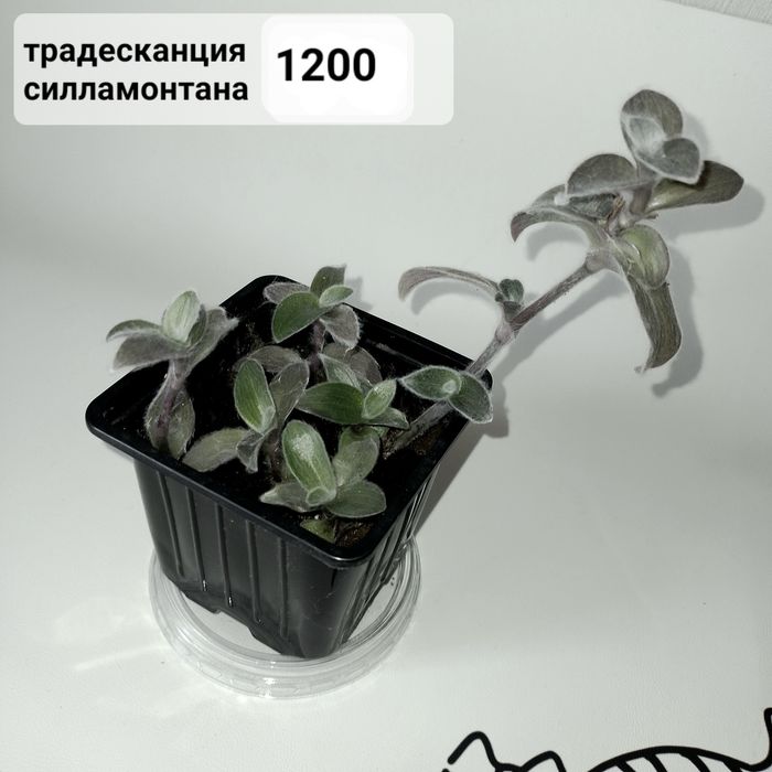 Комнатные цветы.