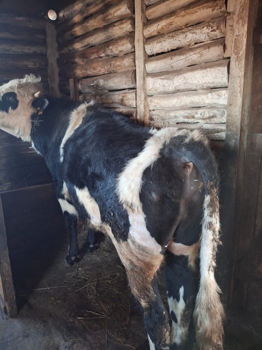 Продам быка Бишкуль