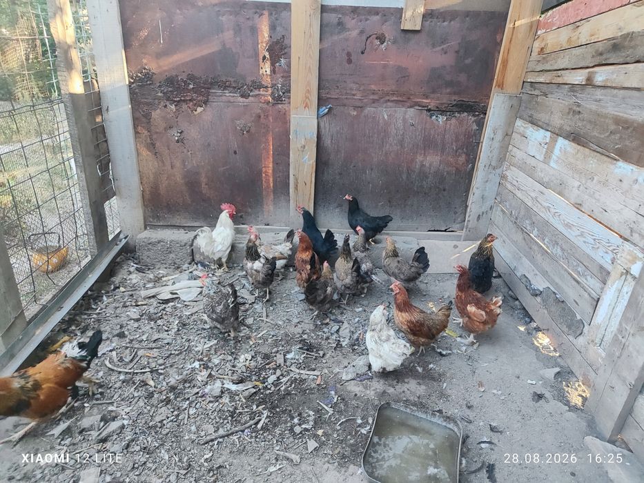 Продам 18  кур и 2 петуха