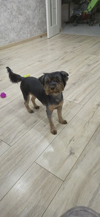 Вязка девочка йоркширский терьер