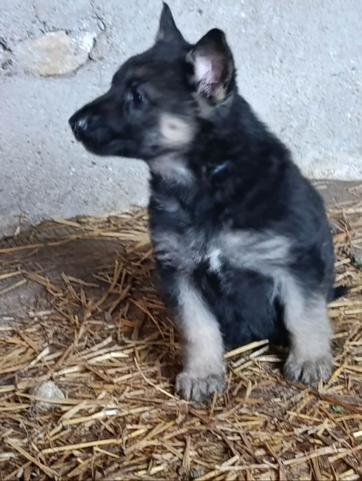 Продавам кученца