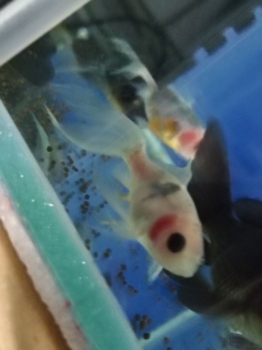 Срочно золотые рыбки