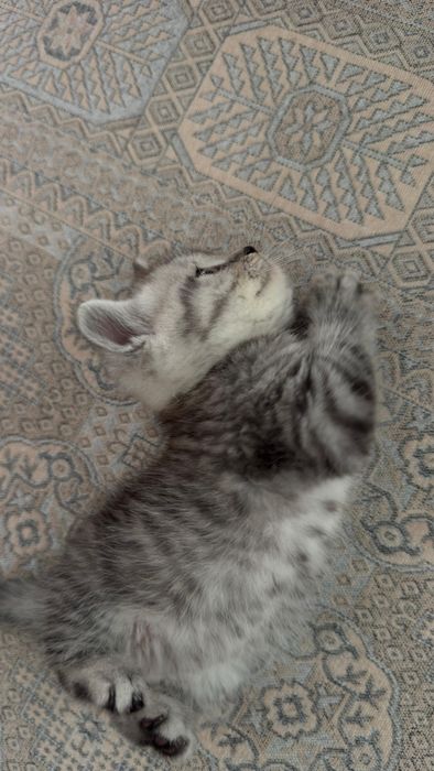 продается котенок