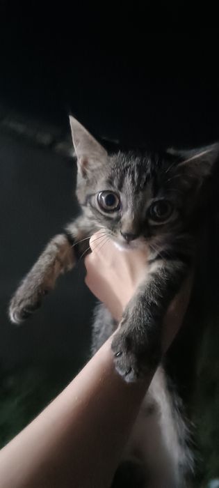 Отдаём котёнка в хорошие руки