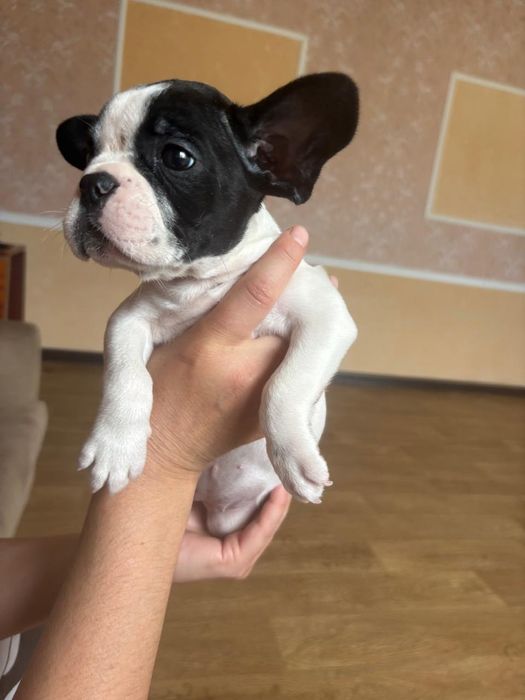 Французские бульдоги.