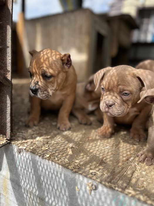 Американский булли