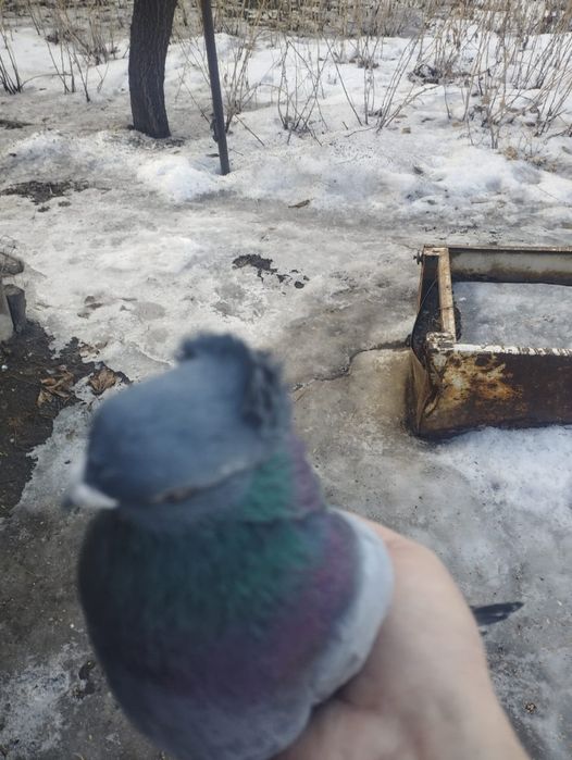 Продам самец сизы