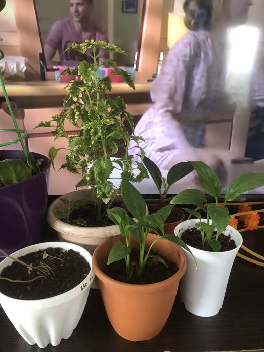 Продам комнатные цветы