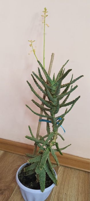 Комнатные цветы и растения