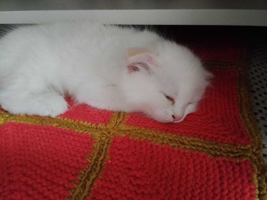 К продаже белый котенок вислоухий поинт