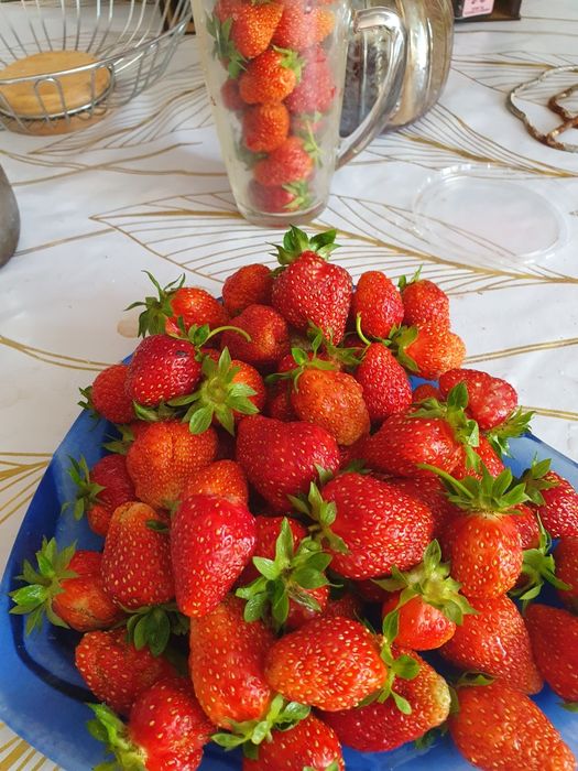 Продам  рассаду клубники