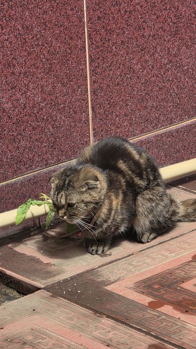 Отдам даром кошку