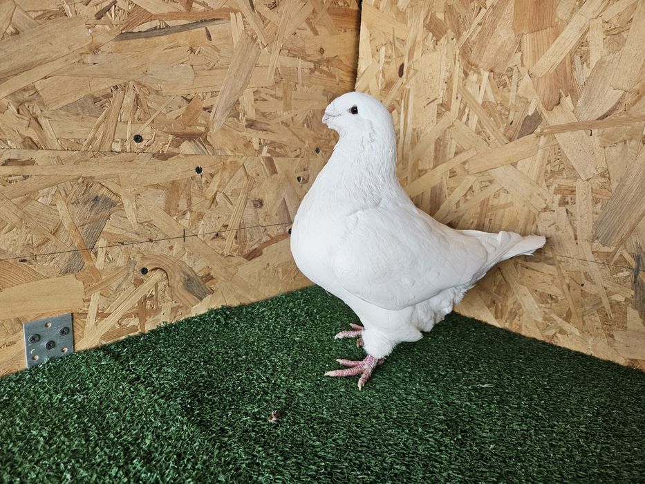 Porumbei Americani AGH