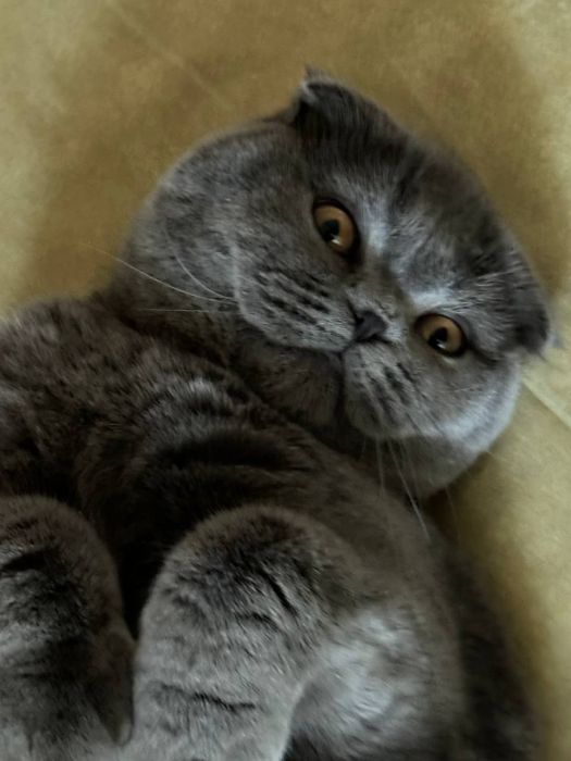 Skodish fold va strayd bolasi