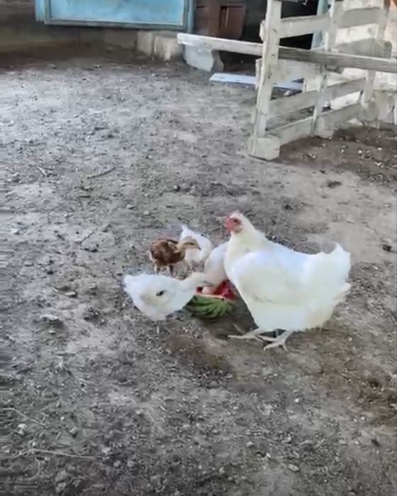 Тауықтар сатылады