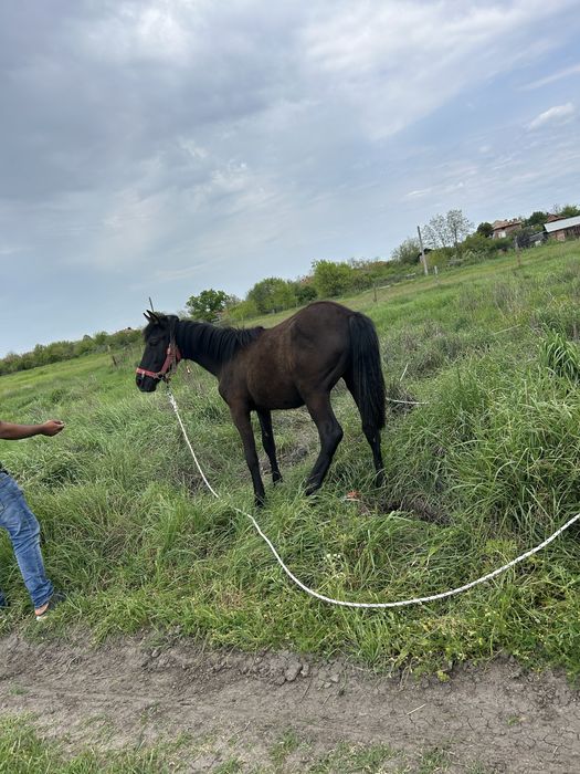 Женски кон ………..