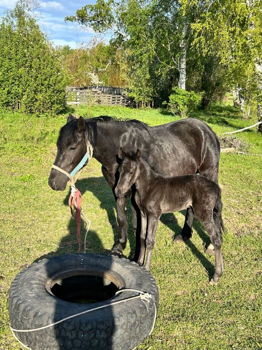 Продам Лошадей