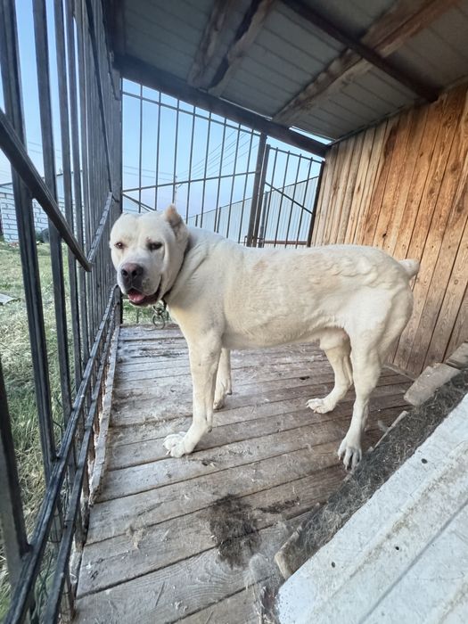 Алабай ждет на вязку