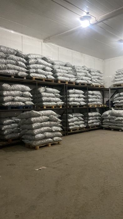 Картошка всех видов и сортов