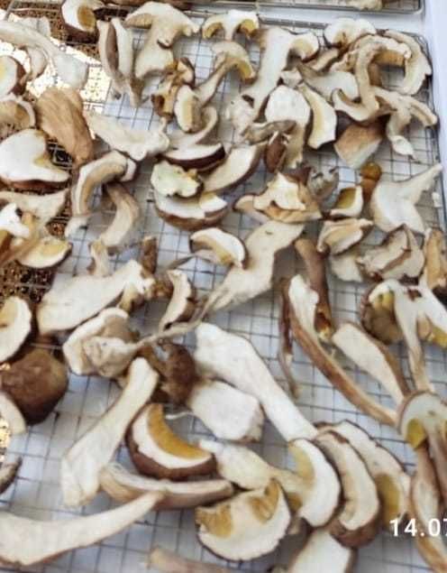 Продам белый гриб