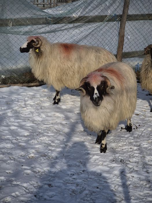 Vand  doua oi  breze