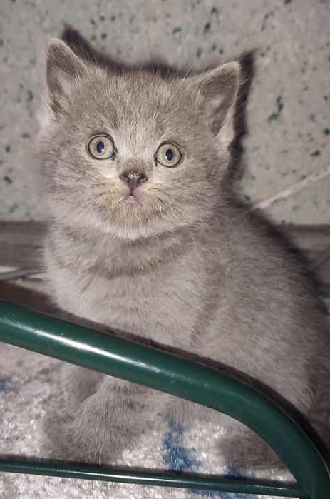 Продаются котята