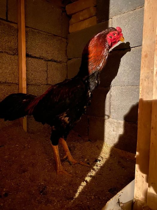 Дакан кораз есть