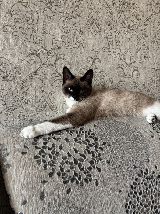 Отдам кошку в хорошие руки!