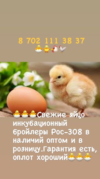 Яйцо инкубационный бройлера