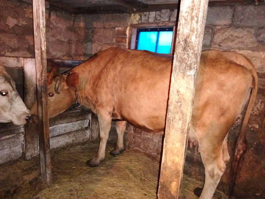 Продам дойных коров