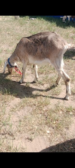 Продам АльпоНубийскую козу