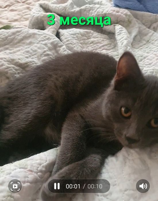 Котенок маленький