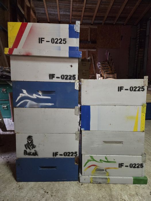 Familii albină carpatină