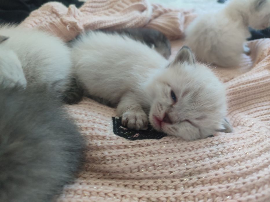 Срочно продается котяты!