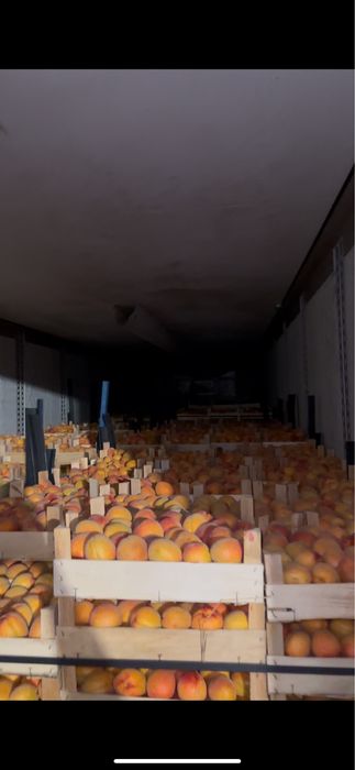 Vand Caise si Visine , Piersica ,Nectarina, Prune