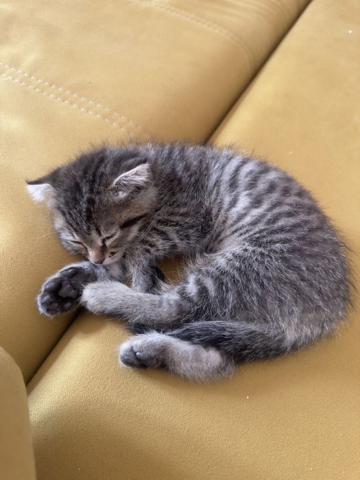 Котёнок визлоухая