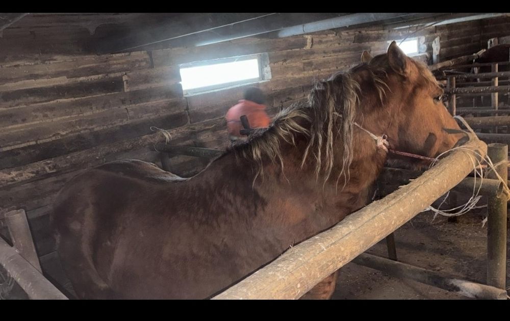 Продам лошадь жеребец