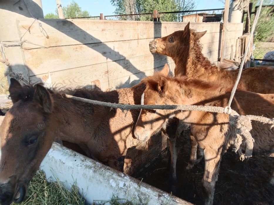 Кулындар сатылады