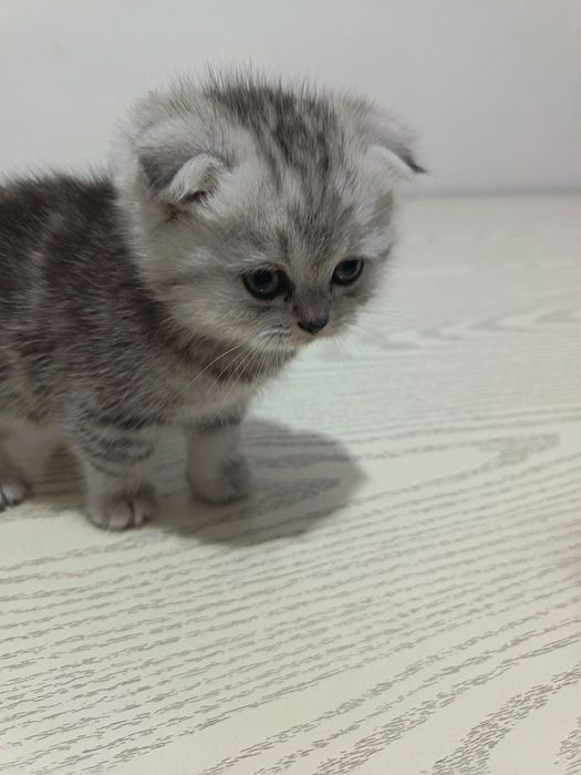 Мушук болари сотилади 4та бор